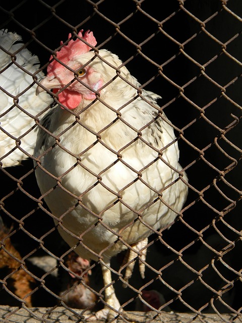 德天空：利物浦并没有在追奥利塞，球员不是他们的现实目标